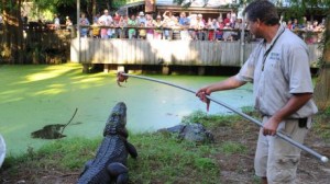 alligator_feed